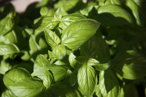 Pesto